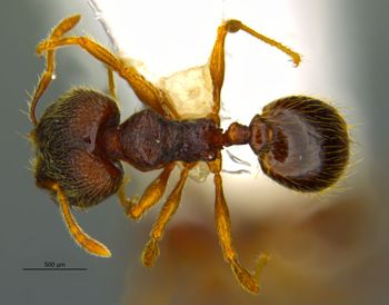 Media type: image;   Entomology 34412 Aspect: habitus dorsal view
